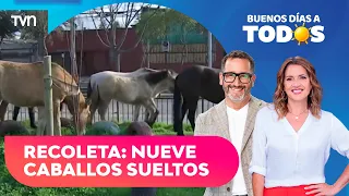 Alert in Recoleta: Nine horses are loose on the public street | Good morning everyone
