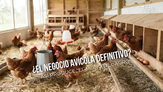 ¿El Negocio Avícola Definitivo? Así Produce "El Mono del Agro"- TvAgro por Juan Gonzalo Angel