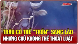 Trâu có thể "trốn" sang Lào, nhưng chủ không thể thoát luật | Cần Thơ