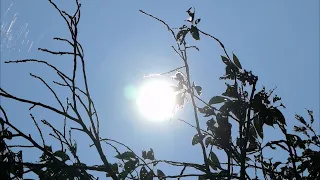 Stay Alert for Heatstroke! Another Day of Extreme Heat in Shiga Prefecture