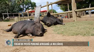 African Swine Fever Outbreak in Bulgăruș