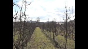 Redovna i pravilna rezidba ključ za dobar prinos