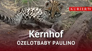 Ocelot Baby Paulino: Fluffy Newcomer Takes Over the White Zoo