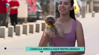 Stirile Kanal D - Canicula, periculoasa pentru animale | Editie de pranz