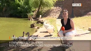 Swanlings