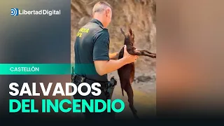Heroic rescue: animals evacuated after the wildfire in Castellón