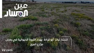 انتشار نبات  أبو قراط  يهدد الثروة الحيوانية في بعض مزارع المرج