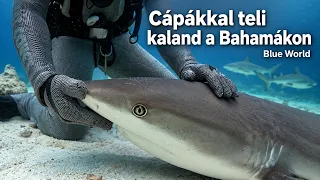 Úsznál ekkora cápákkal?