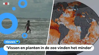De zee is warmer dan normaal: 'Voor sommige diersoorten té warm'