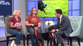 Petline9: Rigby is looking for a new home