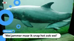 No more dolphins in the Dolphinarium in the future