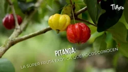 - TvAgro by Juan Gonzalo Angel