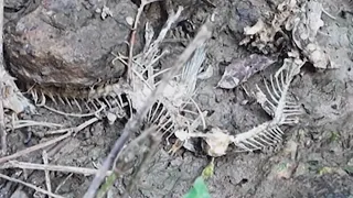 State investigates after about 250 fish found dead in Gibsonville; no 'abnormal' conditions found