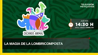 Zacango Animal 09/17/2026