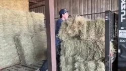 Dry Summer, Smaller Herds Impact Hay Sales Across Central Texas