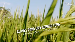 Keys to Climate-Smart Agriculture - TvAgro by Juan Gonzalo Angel