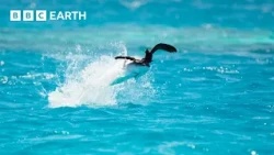 The Greatest Fights In The Animal Kingdom Part 8 | BBC Earth