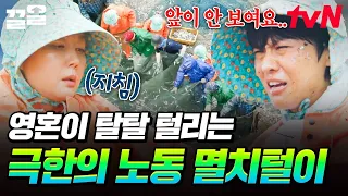 곡소리가 절로 나는 역대급 강도의 멸치털이 ㅋㅋㅠ 아침에 먹은 멸치 쌈밥 올라오는 중,,😵 | 언니네산지직송