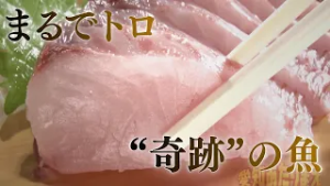 「あれ以上うまい魚はない」地元漁師絶賛！“奇跡の魚”とは【愛知あたりまえ】