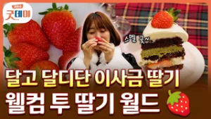 경주에 새로운 먹거리가 등장했대~ 딸기 러버 이곳에서 잠들다...? [생방송 굿데이]