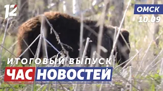 Bears Approaching People / New Transit Payment System / Sight Restored. Omsk News