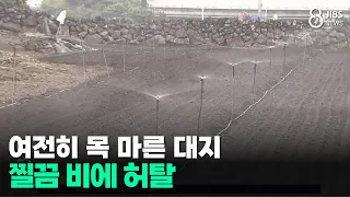 Still Thirsty Earth... Frustration Over Scant Rainfall / JIBS / Jeju / 08.02.2026