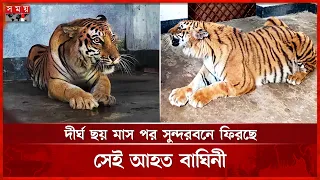 দীর্ঘ ছয় মাস চিকিৎসার পর সুন্দরবনে ফিরছে সেই আহত বাঘিনী | Bagerhat | Sundarbans | Tiger Rescue
