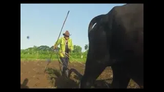 Boosting food production at UBPC Aguadita