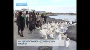Каспий жағалауында аққулардың саны көбейген