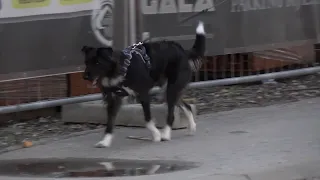 Zbog nesavjesnog ponašanja pojedinaca vlasnički psi sve češće na ulicama Doboja