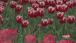 Tulip Festival prep in full bloom