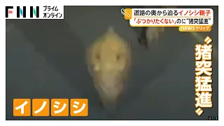 道路の奥から迫るイノシシ親子、衝突で車のフロントバンパーが真っ二つに　緊迫の一部始終（2026年09月28日）