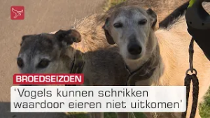 Broedseizoen begint weer: honden aan de lijn! | Omroep Flevoland