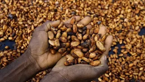 Ghana's cocoa crisis deepens as buyers owe banks $750 Million