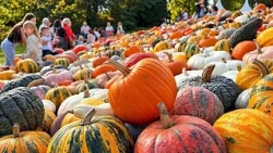 Bélgica: el festival Pumpkimania toma el castillo de Groot-Bijgaarden