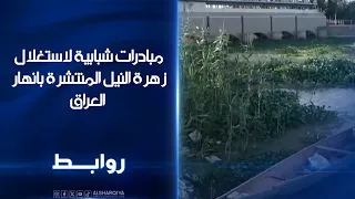 مبادرات شبابية لاستغلال زهرة النيل المنتشرة بانهار العراق | روابط