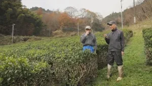 基山茶｜佐賀県基山町で唯一の茶農家　10年後20年後もふるさとに茶葉を