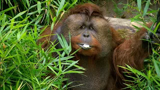 CityStream: Protecting orangutans in a changing world