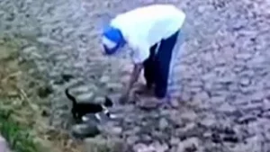 Filman a un hombre cuando agrede a un gatito (Vídeo)