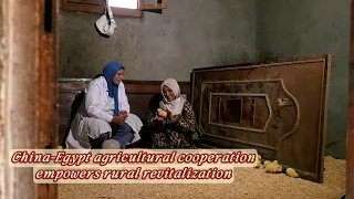 China-Egypt agricultural cooperation empowers rural women