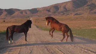 As drought strains Utah rangelands, concerns remain over future of wild horses