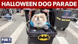 Halloween Dog Parade in Tompkins Square