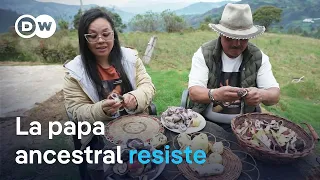 In Boyacá, native potato crops adapted to the future climate are being protected