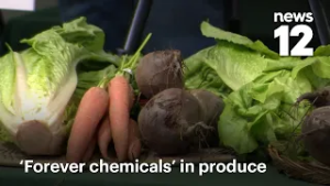 В результате анализа в каждом образце продукции, взятом с Лонг-Айленда, обнаружены ПФАС — «вечные...