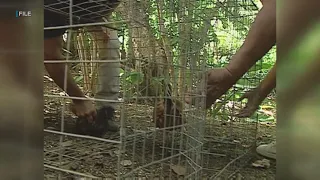 Activists angered over West Oahu chicken fights, residents defend practice