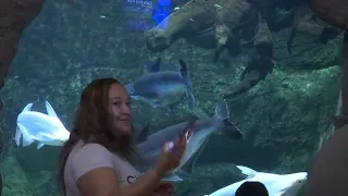 Veracruz Aquarium begins remodeling work
