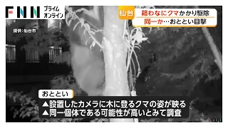 宮城・仙台市でクマ1頭を捕獲し駆除　箱わなにかかる　23日に確認された“木登りクマ”か（2026年07月25日）