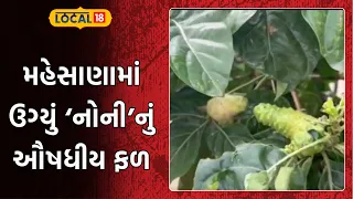 Medicinal fruit of 'Noni' grows in Mehsana | મહેસાણામાં ઉગ્યું ‘નોની’નું ઔષધીય ફળ | Local18