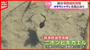 立春の日にオタマジャクシが元気に泳ぐ 4月中旬以降は山にカエルよ