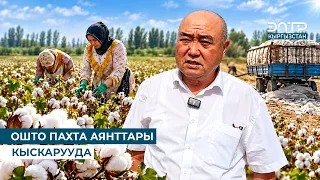 COTTON AREA IS SHRINKING